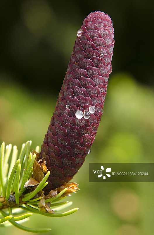 法国春季冷杉球果图片素材