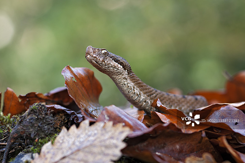 西班牙树叶上的欧洲蝰蛇图片素材