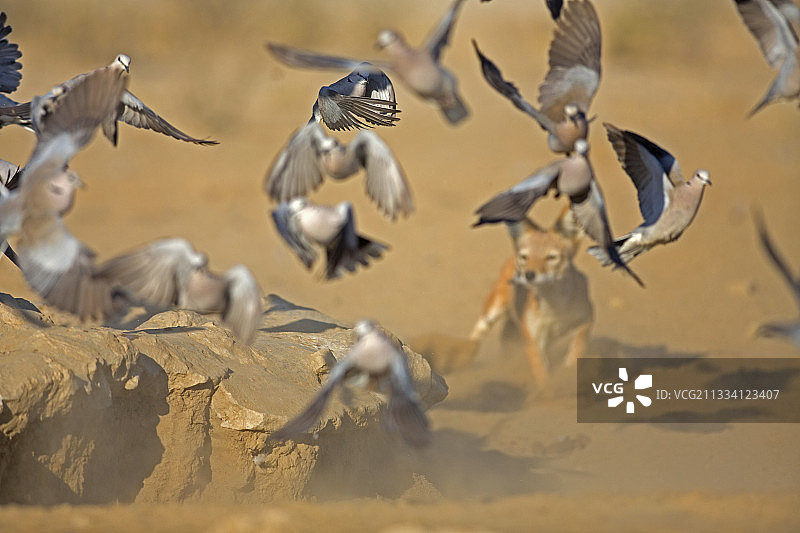 黑背胡狼在南非卡拉哈里沙漠捕猎鸽子图片素材