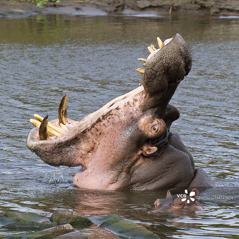 南非克鲁格，河马妈妈保护幼崽免受攻击图片素材