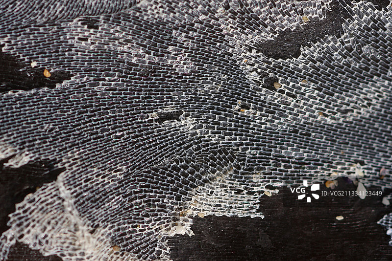 法国布列塔尼棕色藻类的苔藓虫群落图片素材