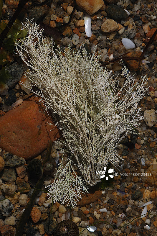 法国布列塔尼海岸上的珊瑚藻图片素材