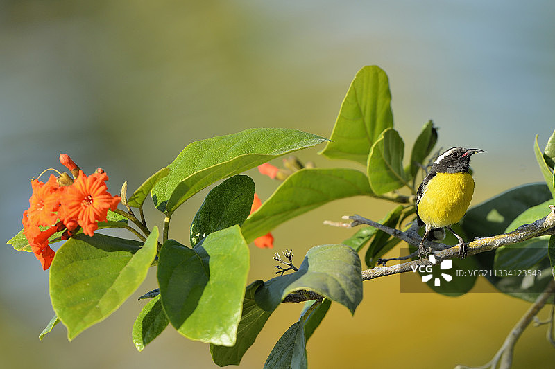 圣马丁安的列斯群岛树枝上的香蕉鸟图片素材