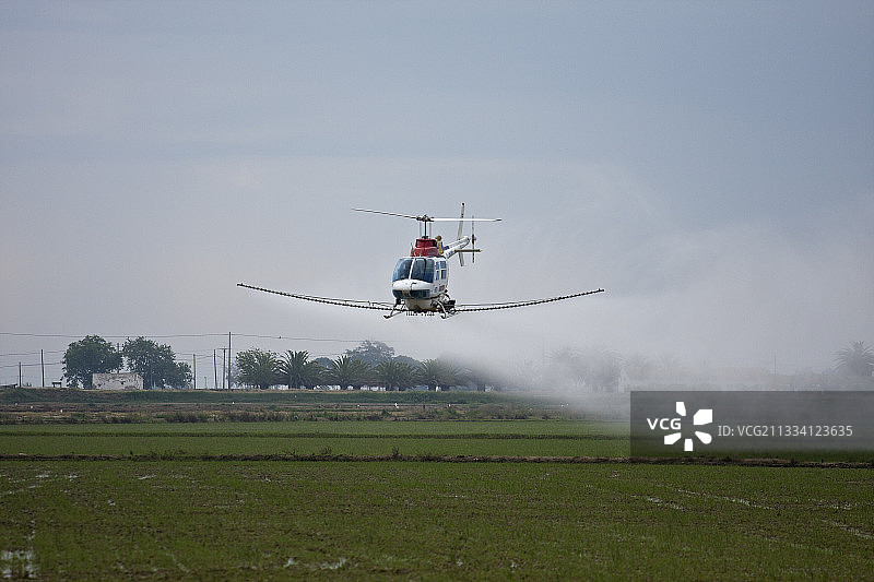 直升机在埃布罗三角洲稻田喷洒农药图片素材