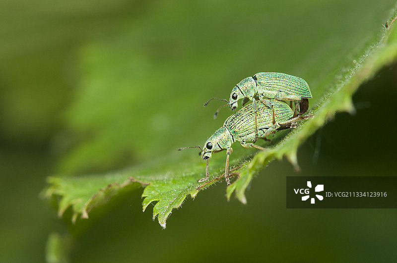 法国洛林森林中榛树叶上的绿色象甲图片素材