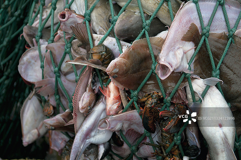 渔船在新英格兰美国海域拖网捕鱼图片素材