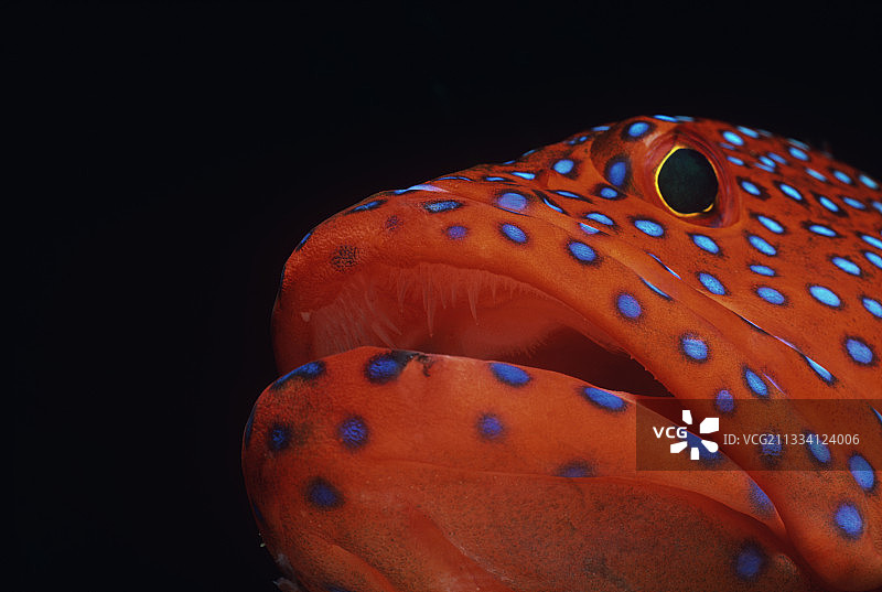 红海的宝石石斑鱼面部图片素材