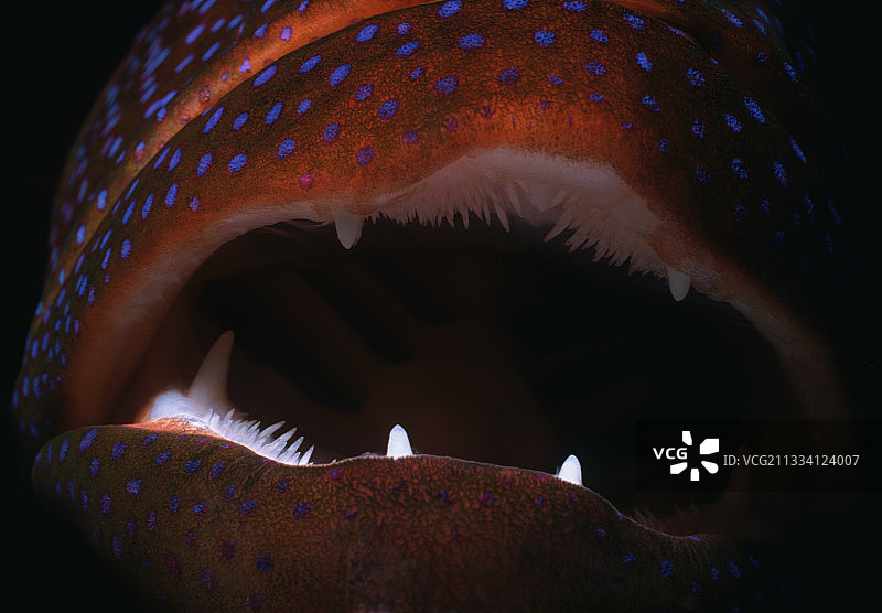 新月尾石斑鱼（红海，埃及）图片素材