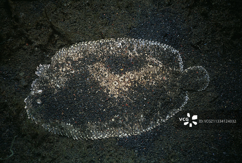 伦贝海峡苏拉威西海海底的盘状鱼图片素材