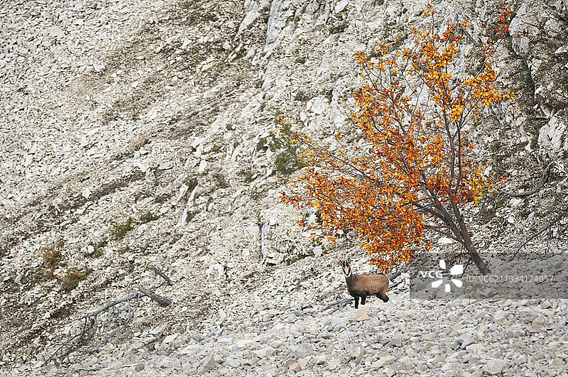 法国文图山山崩中的羚羊图片素材