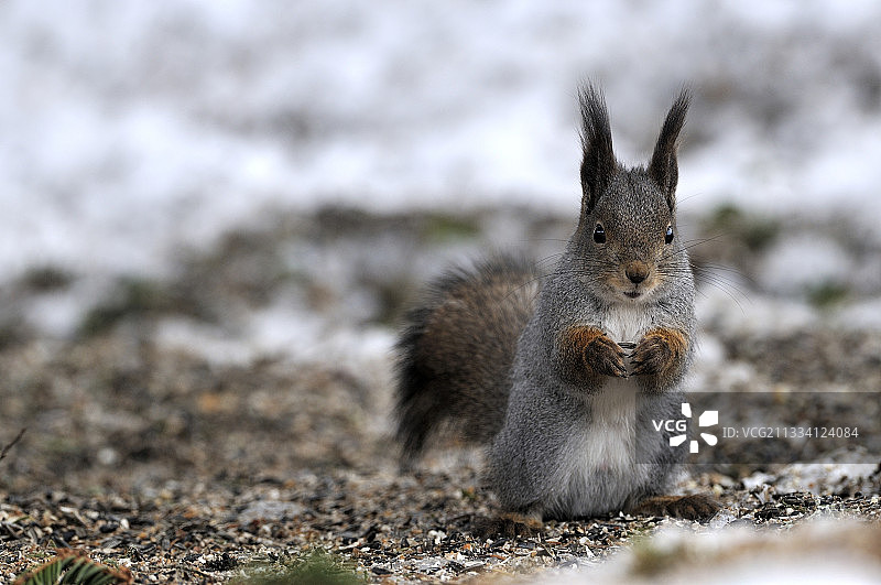 在芬兰洛卡地面的欧洲红松鼠图片素材