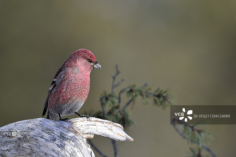 太平鸟雄鸟栖息在芬兰卡马宁的树枝上图片素材