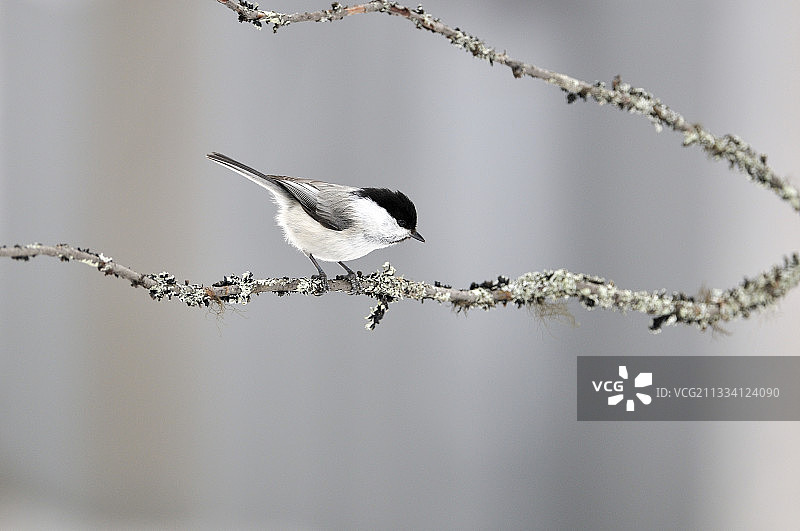 在树枝上的欧亚柳莺，芬兰洛卡图片素材
