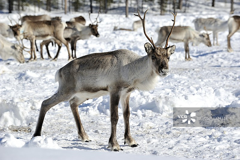 芬兰卡马宁动物养殖场的驯鹿图片素材