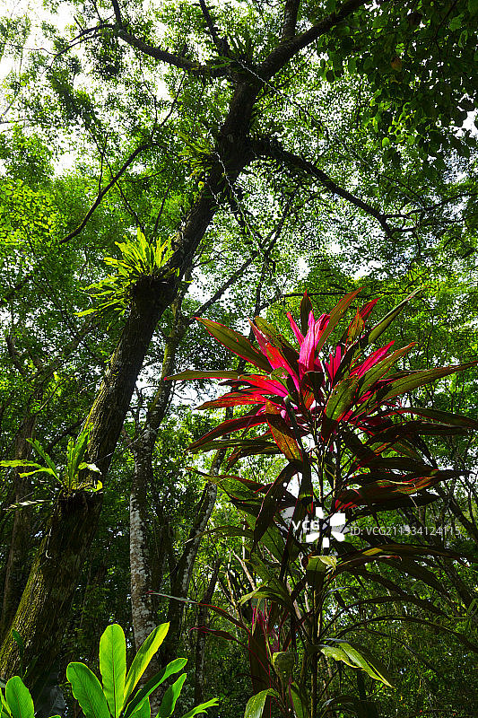 多罗巴拿马海豚湾雨林图片素材