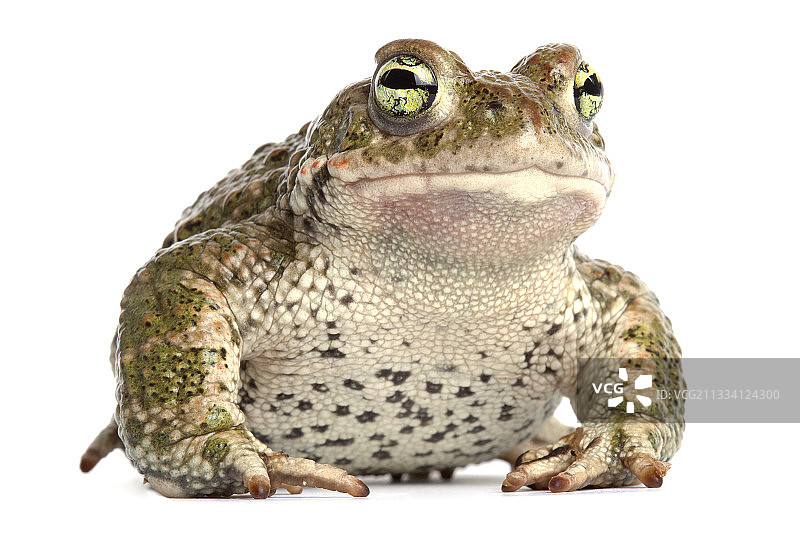 白色背景上的芦苇蟾蜍图片素材