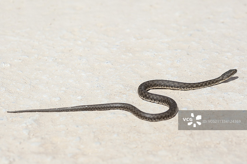 在希腊伯罗奔尼撒半岛爬行的幼年骰子蛇图片素材