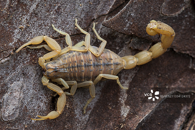 伯罗奔尼撒希腊树皮上的蝎子图片素材