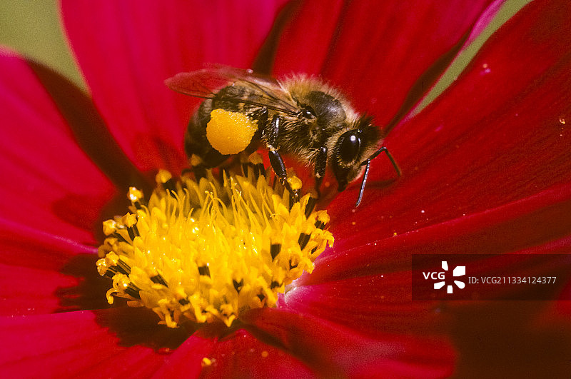 蜜蜂给花朵授粉图片素材