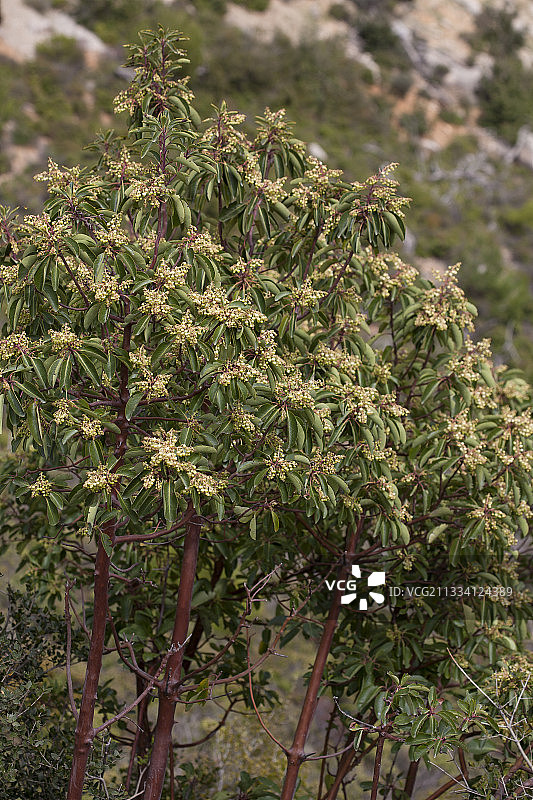 希腊草莓树花，位于伯罗奔尼撒，希腊图片素材
