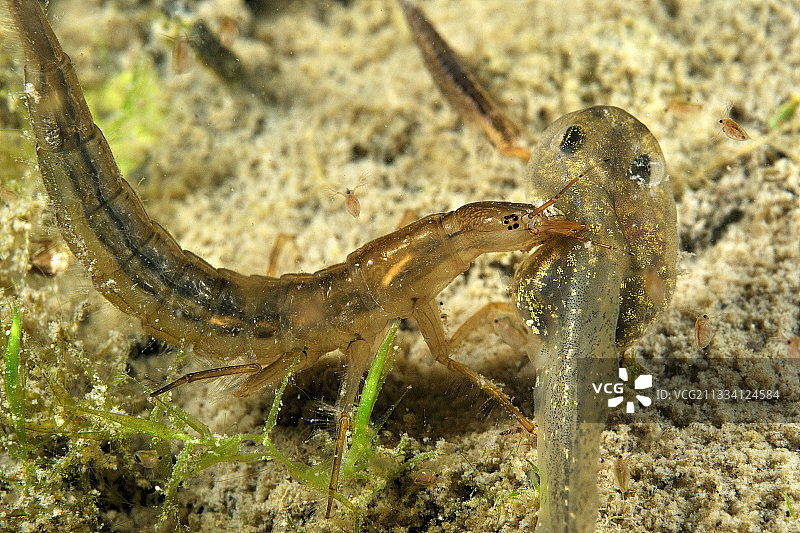 福宗草原图片素材