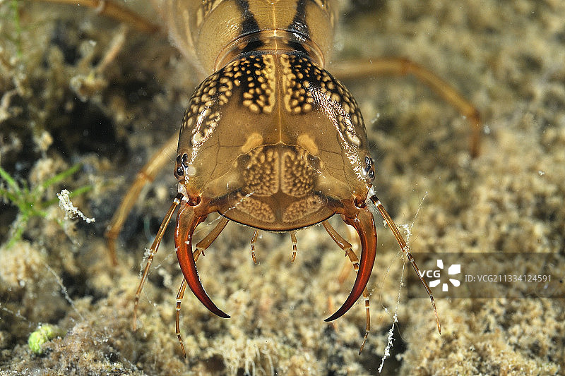 法国普雷里富宗水池中的大龙虱幼虫图片素材