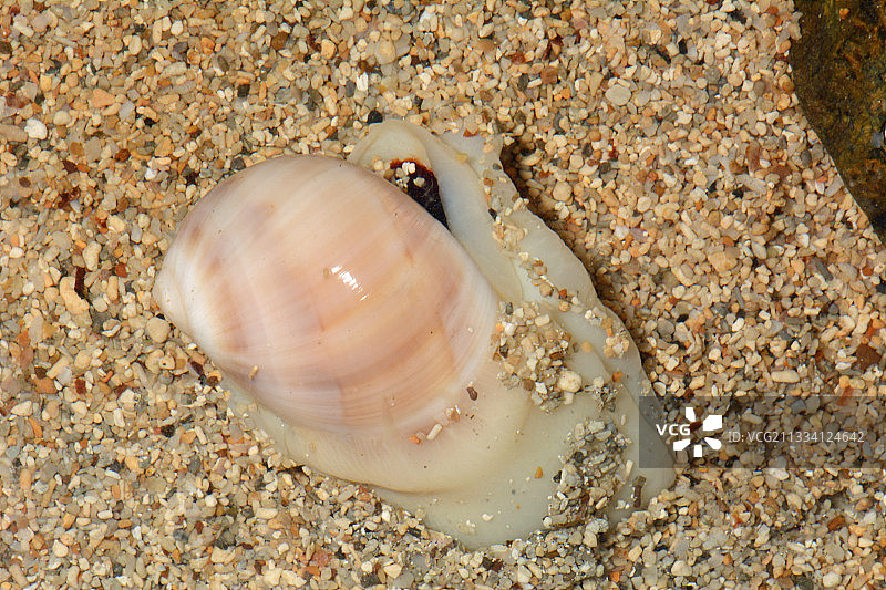 新喀里多尼亚沙滩上的黑口月亮蜗牛图片素材