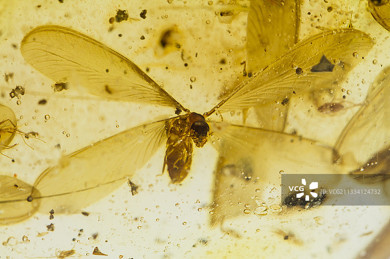 产地：哥伦比亚图片素材