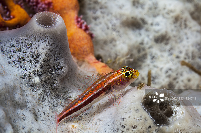 海绵印度尼西亚上的热带条纹三鳍鱼图片素材