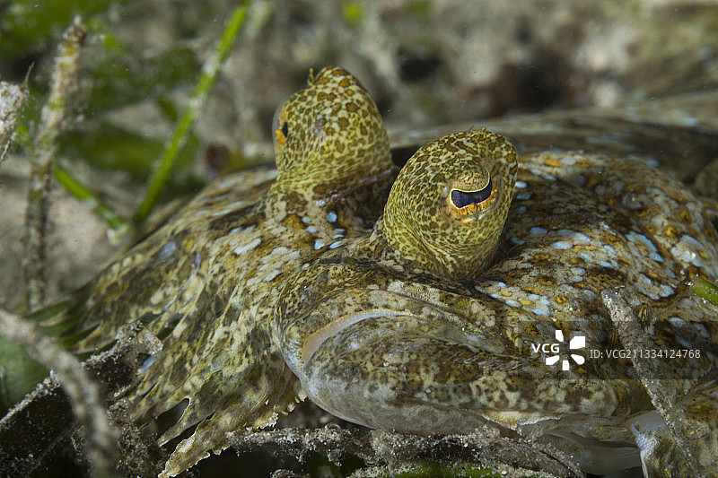印尼海草中的豹鲆图片素材