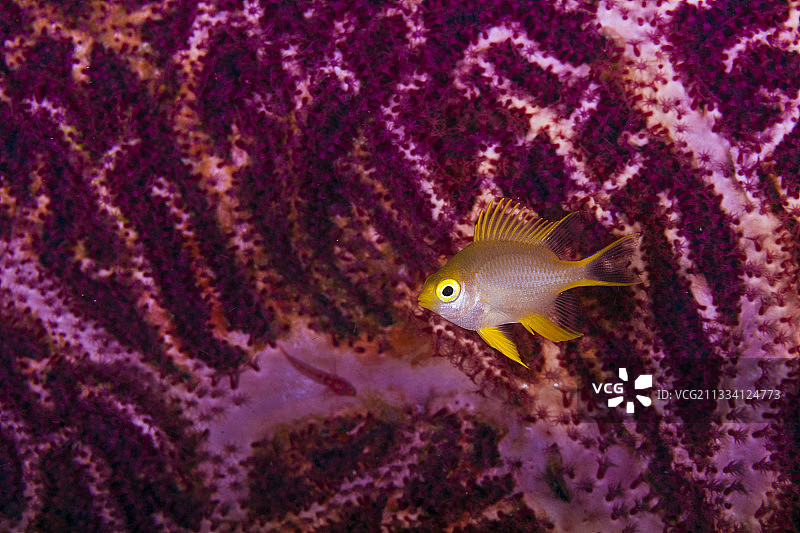 金色雀鲷与红色柳珊瑚图片素材