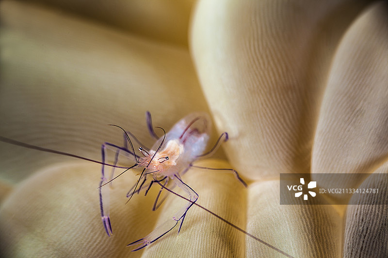 印度尼西亚气泡珊瑚上的珊瑚虾图片素材