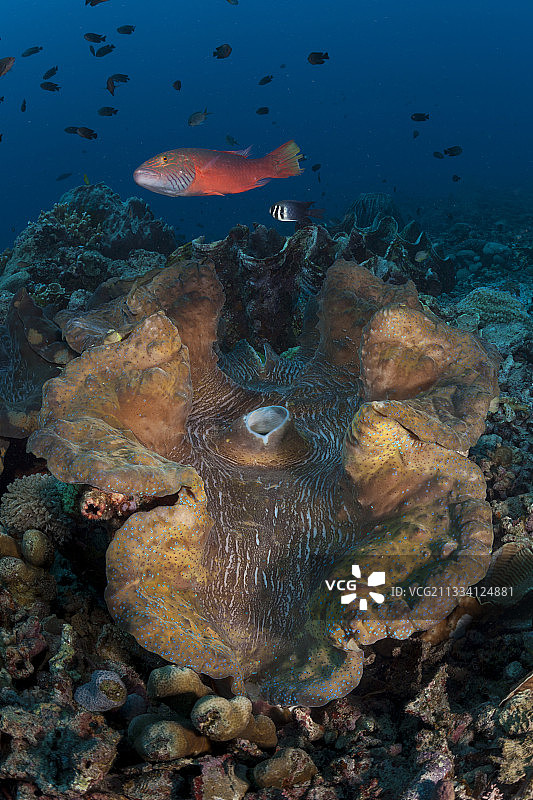 印度尼西亚礁石上的巨型蛤蜊图片素材
