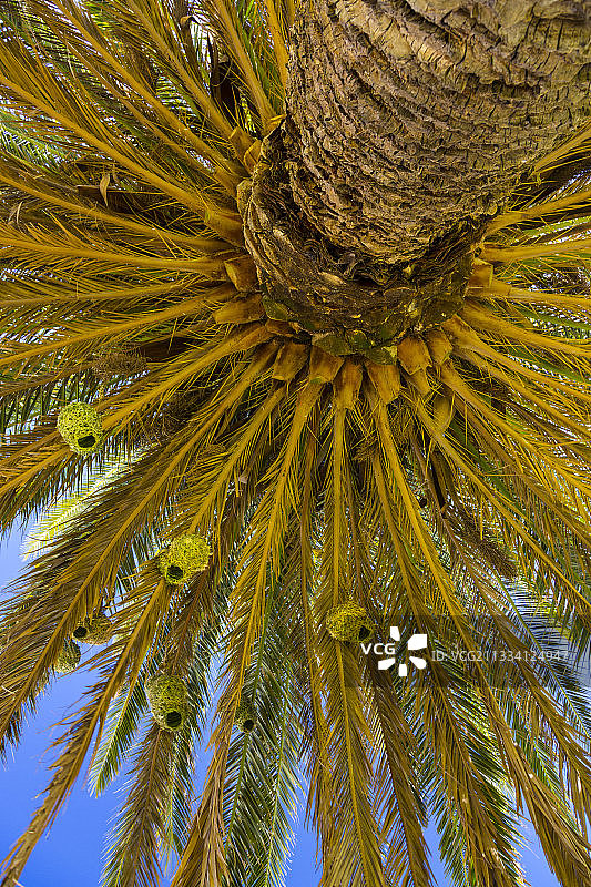 南非纳马夸兰棕榈树上的鸟巢图片素材