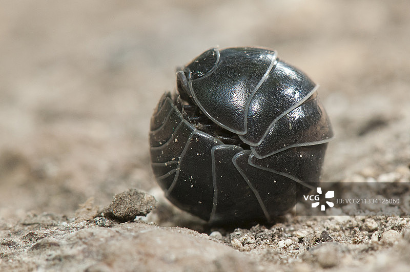 洛林法国的地面木桩球图片素材