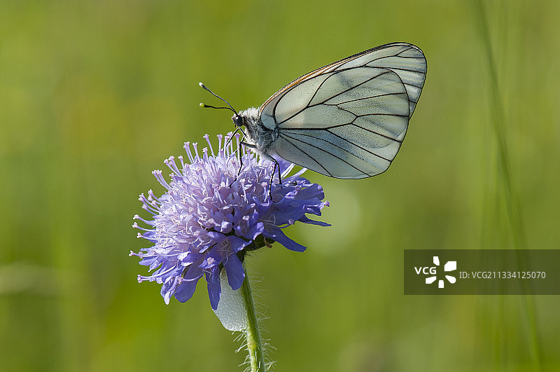 法国草地上痂柄花上的黑脉白粉蝶图片素材