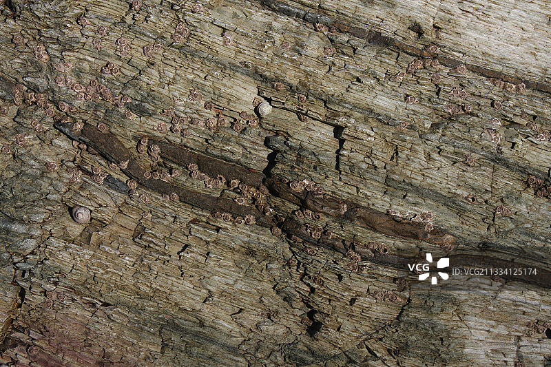 古生代地层，寒武奥陶纪分界线，4.72亿年前图片素材