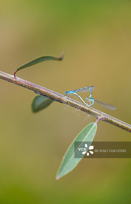 普通蓝蜻交配，西班牙巴斯克地区图片素材