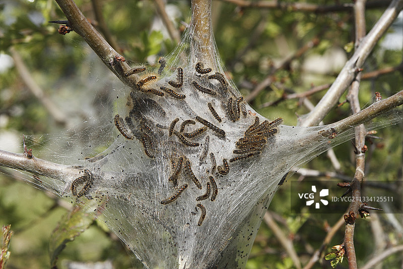 东方松毛虫茧图片素材