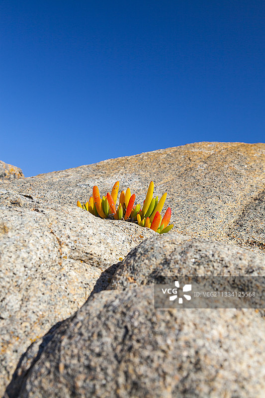 南非西海岸国家公园岩石上的植物图片素材