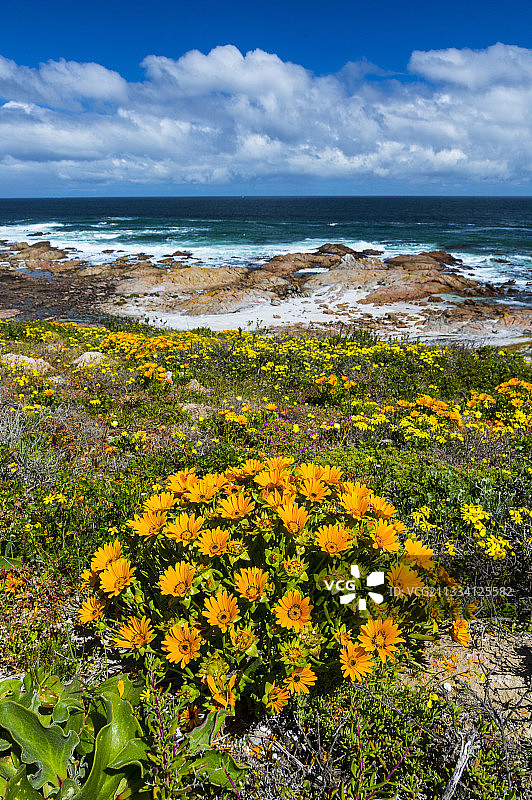 南非西海岸半岛科伦拜恩角图片素材