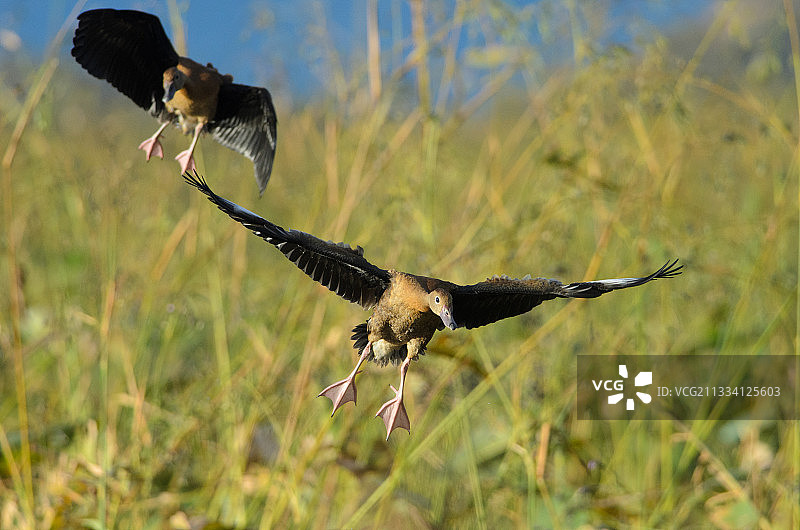 黑腹哨鸭降落哥斯达黎加帕洛佛得图片素材