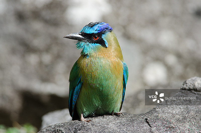 哥斯达黎加蒙特维多石上的蓝冠Motmot鸟图片素材
