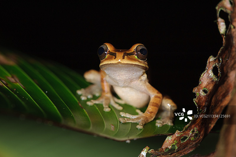 树叶上的蒙面树蛙图片素材
