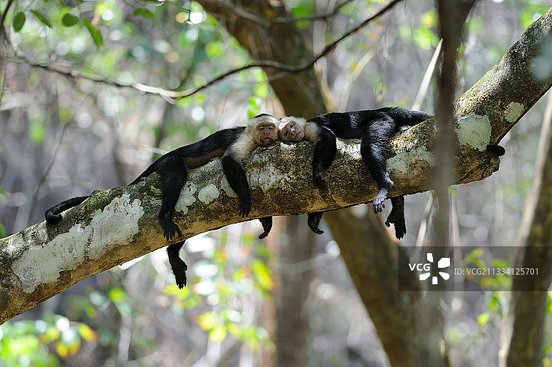 在哥斯达黎加科尔科瓦多国家公园休息的白面卷尾猴图片素材