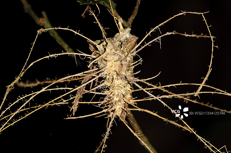 秘鲁马努国家公园感染真菌的飞蛾图片素材