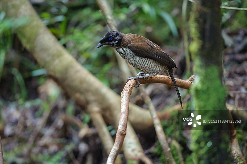 女性观察男性求偶舞蹈图片素材