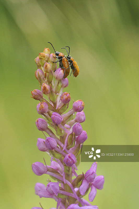 在香兰上交配的鞘翅目昆虫图片素材