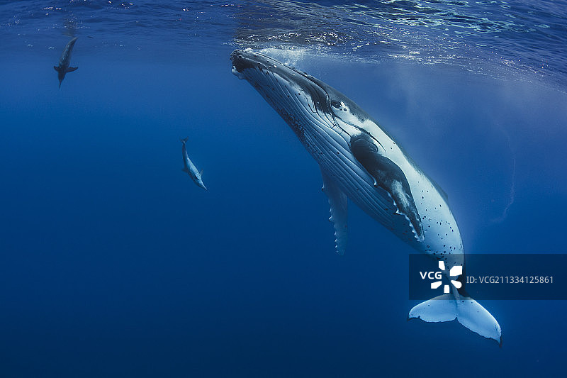 座头鲸和粗齿海豚，法属波利尼西亚图片素材