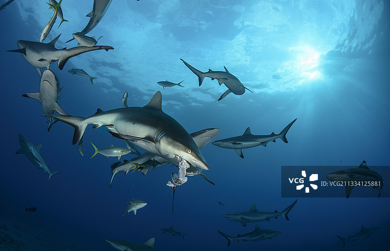 鲨鱼喂食图片素材